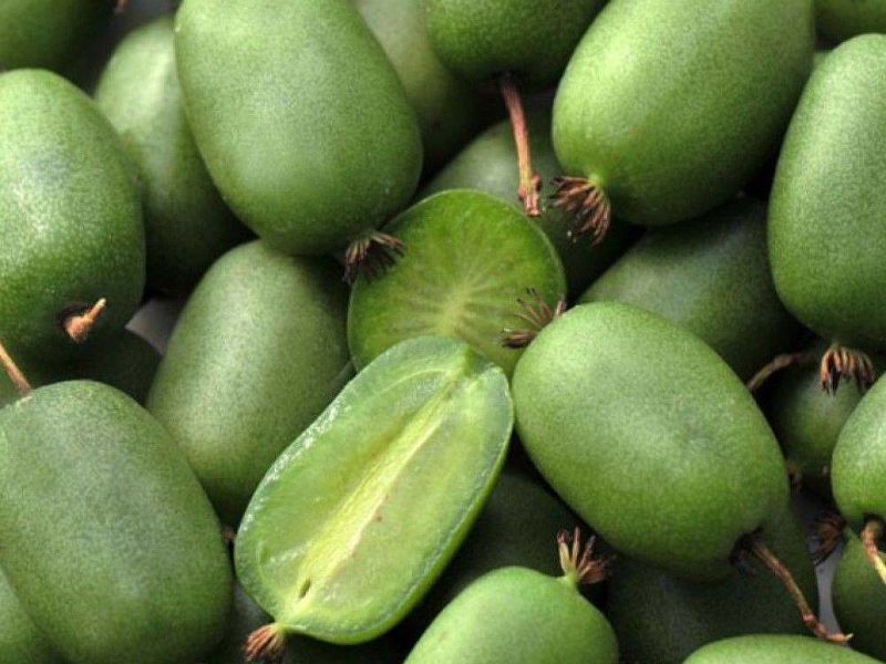 Актинидия купить саженцы из питомнике в Свободном