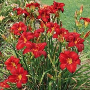 Лилейник "ЧИКАГО АПАЧИ"