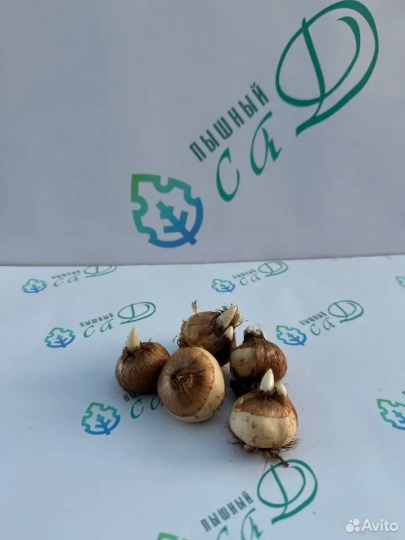 Крокус «Голден йеллоу» (5 штук)