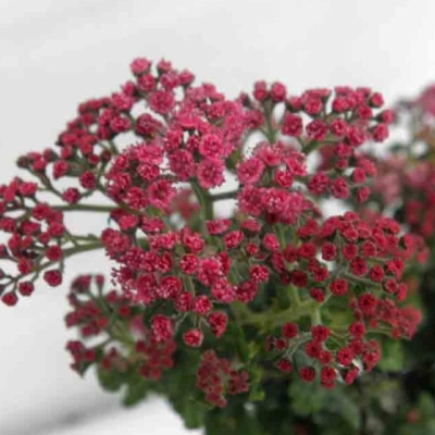 Спирея "БУЛАТА" (стакан Р9)