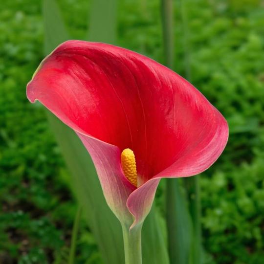 Калла Ред Алерт клубни 3шт
