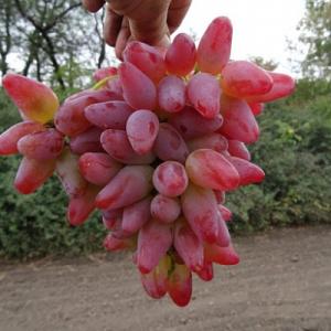 Виноград "ДУБОВСКИЙ РОЗОВЫЙ"